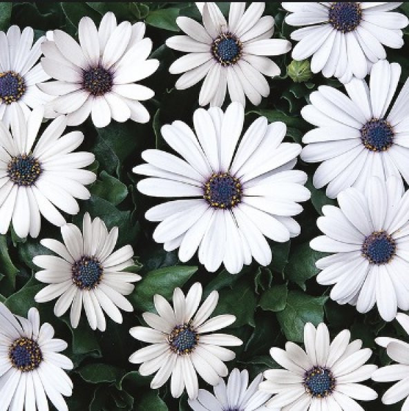 Beyaz Afrika Papatyası Tohumu 100+ Tohum N11.2274 ürün görseli 1