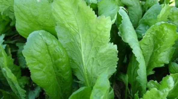 Tere Tohumu 100+ Tohum N11.8605 ürün görseli