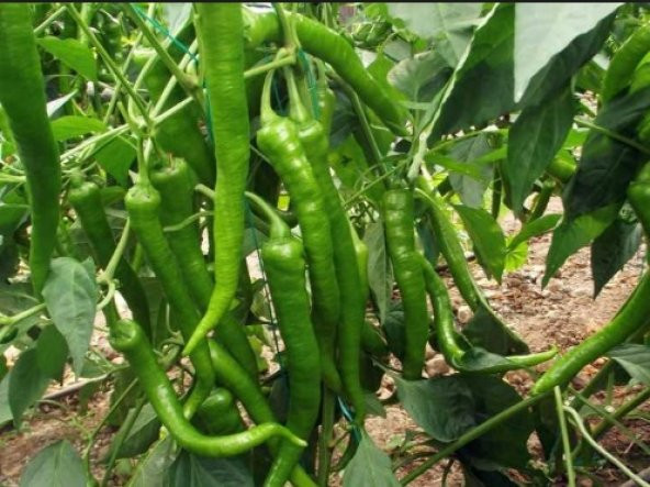 Demre Biber Tohumu 300+ Tohum N11.8390 ürün görseli