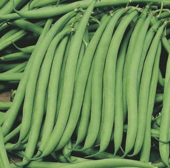 Sazova Oturak Fasulye Tohumu 50+ Tohum N11.4285 ürün görseli