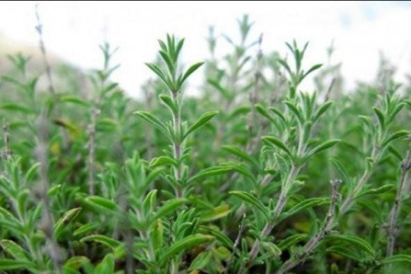 Kekik Tohumu 100+ Tohum N11.1544 ürün görseli 1