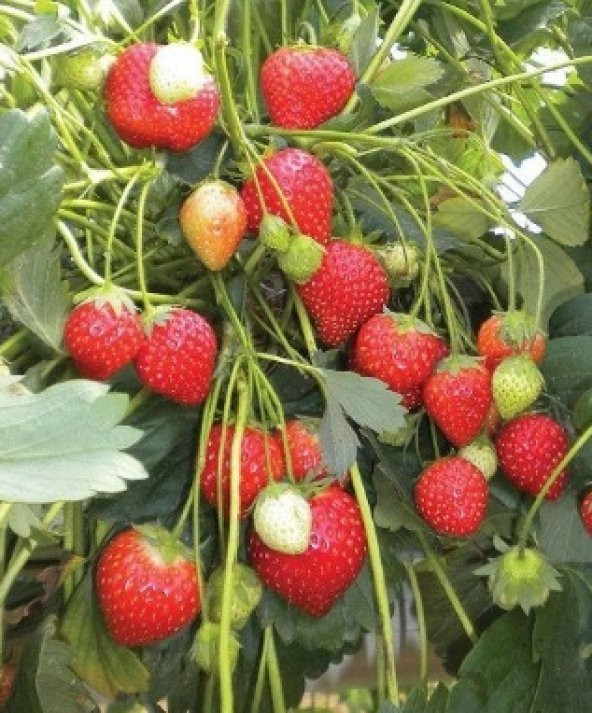 Çilek Tohumu 100+ Tohum N11.7788 ürün görseli 1