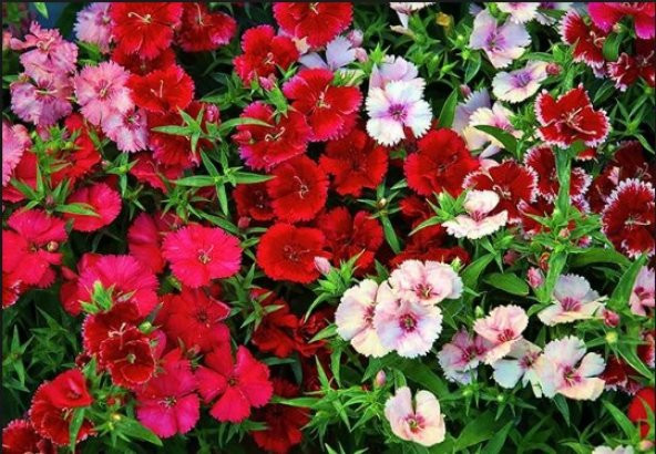 Çin Karanfili Tohumu 100+ Tohum N11.8344 ürün görseli