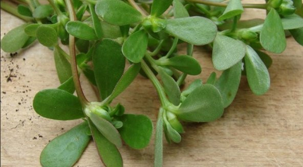 Semizotu Tohumu 300+ Tohum N11.6930 ürün görseli