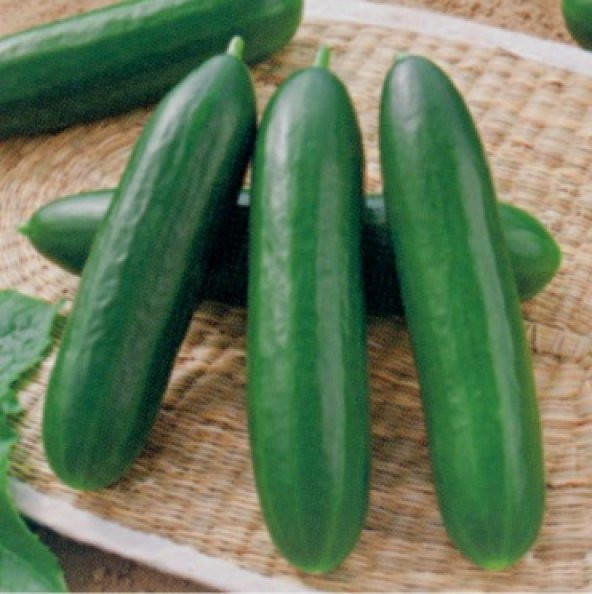 Beith Alpha Salatalık Tohumu 500+ Tohum N11.6848 ürün görseli