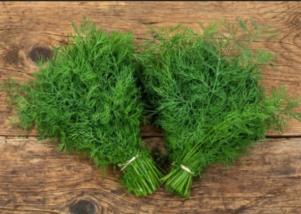 Dereotu Tohumu 500+ Tohum N11.6482 ürün görseli