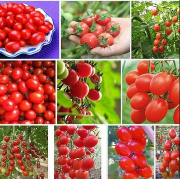 Karışık Cherry Domates Tohumu 300+ Tohum N11.6861 ürün görseli