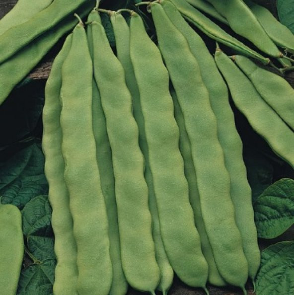 Helda Sırık Fasulye Tohumu 50+ Tohum N11.4242 ürün görseli