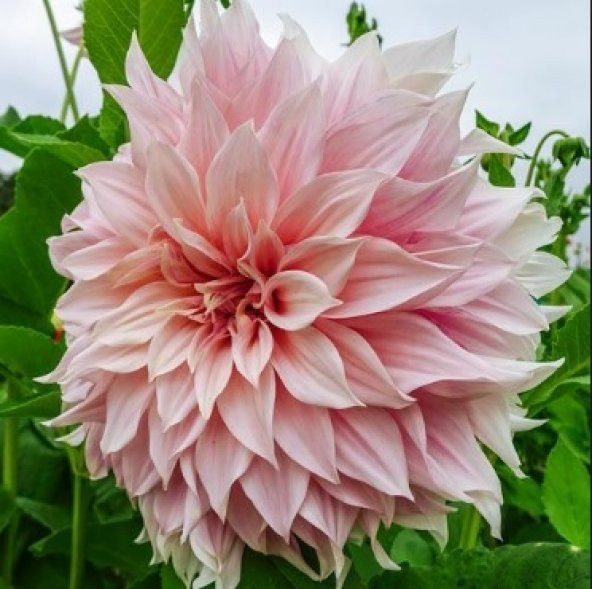 Pembe Dahlia Çiçeği Tohumu 30+ Tohum N11.3981