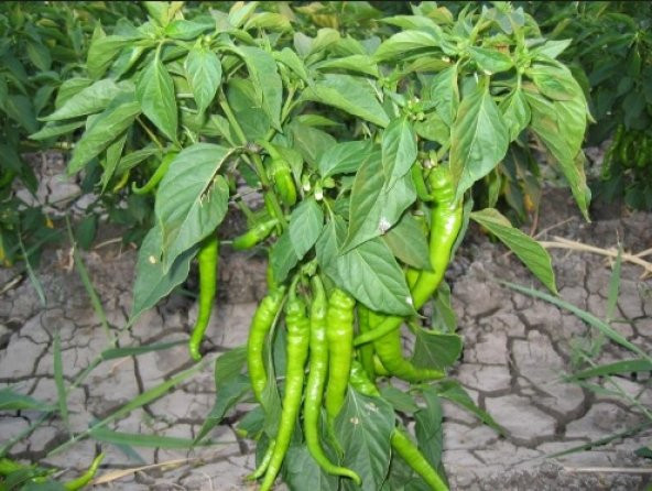 Çetinel Biber Tohumu 300+ Tohum N11.6827 ürün görseli 1