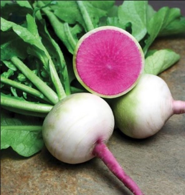 Çin Turp Tohumu 500+ Tohum N11.8564 ürün görseli 1