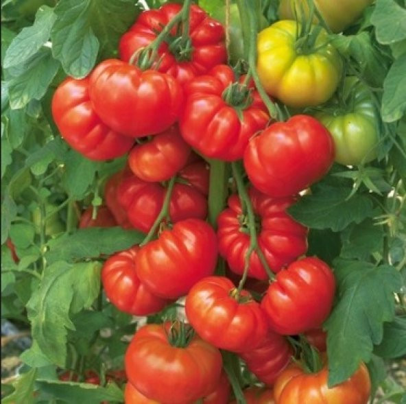 Köy Domates Tohumu 500+ Tohum N11.6446