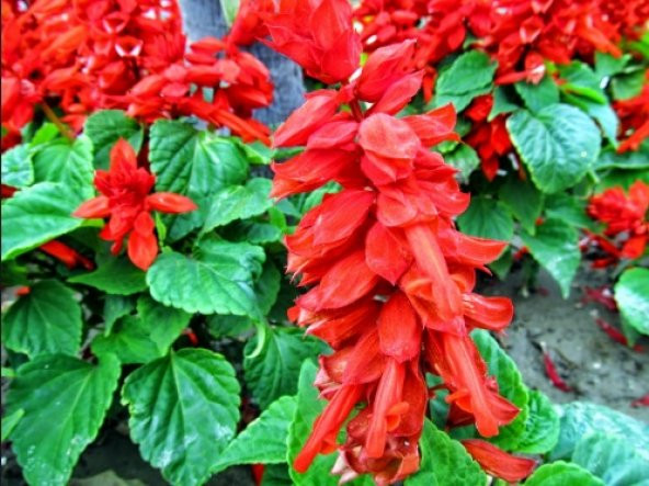 Ateş Çiçeği Tohumu 30+ Tohum N11.3290 ürün görseli