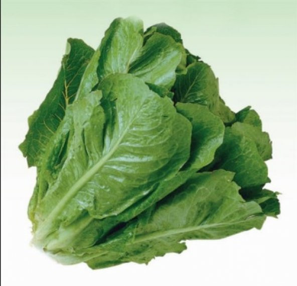 Paris İsland Marul Tohumu 300+ Tohum N11.8427 ürün görseli