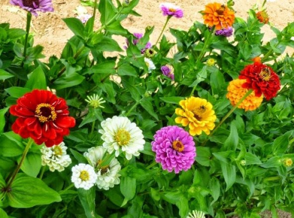 Zinna Çiçeği Tohumu 30+ Tohum N11.2012 ürün görseli