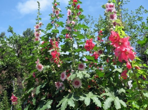 Karışık Hatmi Çiçeği Tohumu 50+ Tohum N11.5558 ürün görseli 1