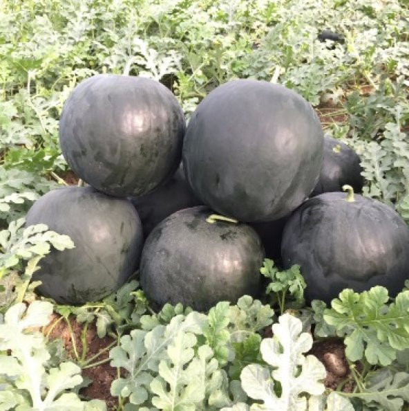 Siyah Karpuz Tohumu 300+ Tohum N11.8583