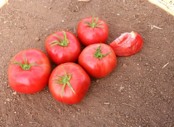 H 2274 Domates Tohumu 500+ Tohum N11.6662 ürün görseli