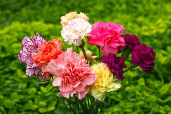 Karanfil Çiçeği Tohumu 100+ Tohum N11.4376 ürün görseli