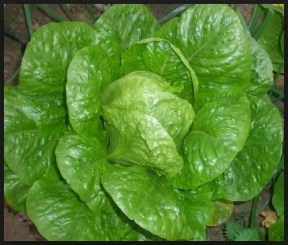 Yedikule Marul Tohumu 500+ Tohum N11.6334 ürün görseli