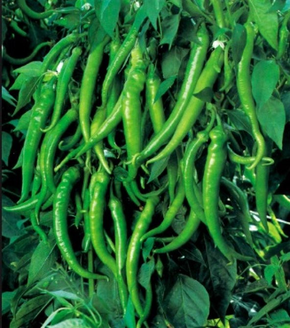 Acı Ilıcalı Biber Tohumu 1000+ Tohum ürün görseli