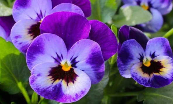 Mor Hercai Menekşe Çiçeği Tohumu 100+ Tohum N11.578