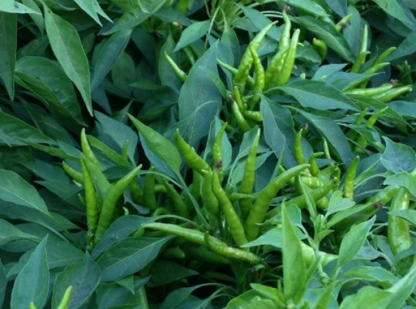 Yediveren Yukarı Bakan Biber Tohumu 1000+ Tohum ürün görseli 1