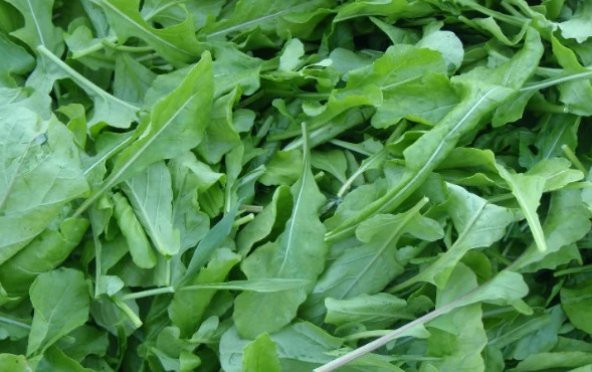 Roka Tohumu 1000+ Tohum ürün görseli