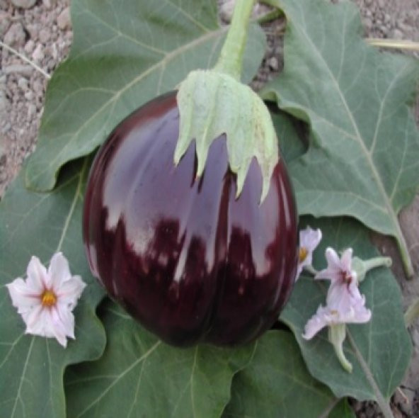 Topan Patlıcan Tohumu 100+ Tohum Dolmalık Patlıcan N11.7482