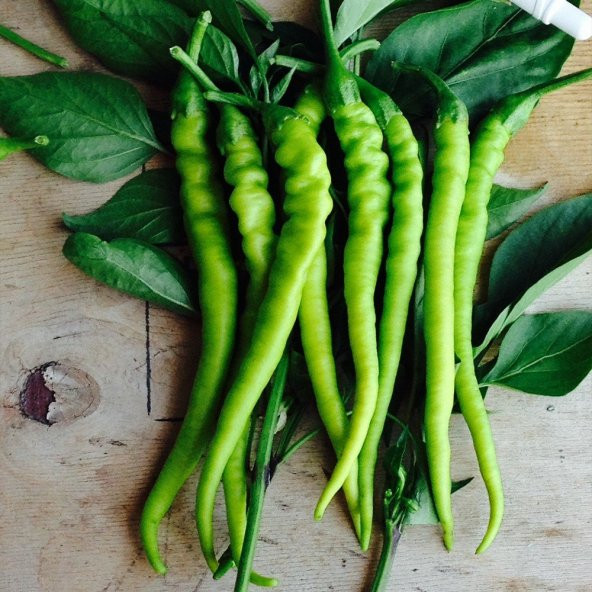 Doğal Tatlı Kıl Biber Tohumu 2 Gram ürün görseli