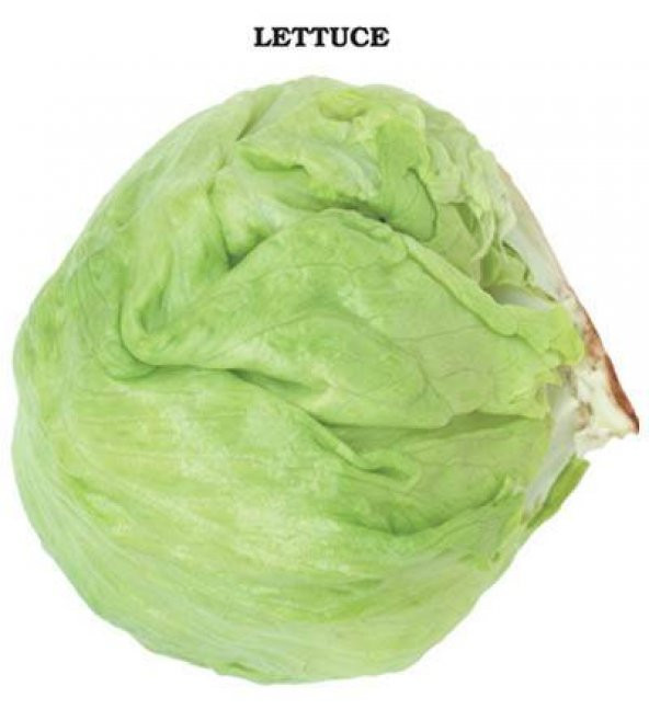 Iceberg Marul Tohumu 1 Gram - Resim 3