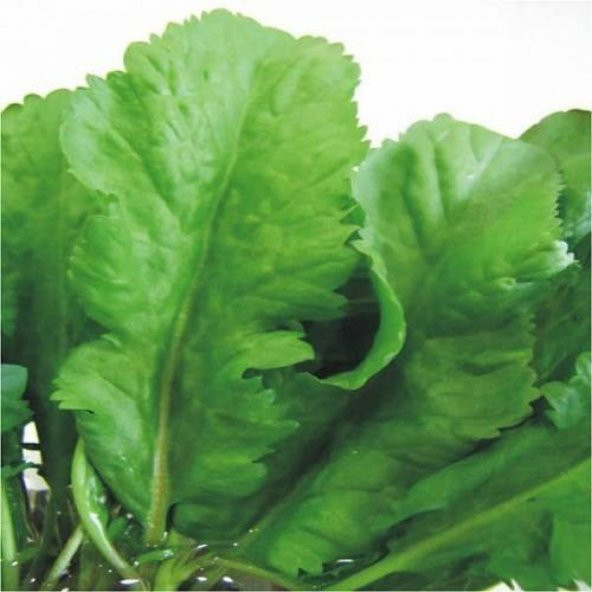 Geniş Yaprak Tere Tohumu 2 Gram - 2