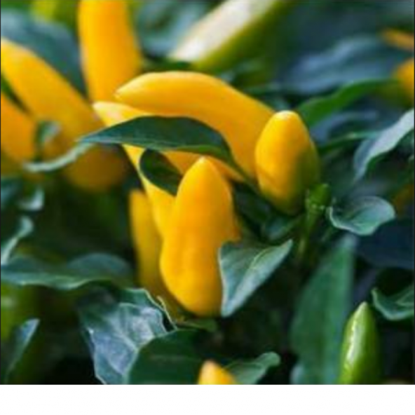 Doğal Acı Sarı Süs Biber Tohumu 100 Tohum ürün görseli