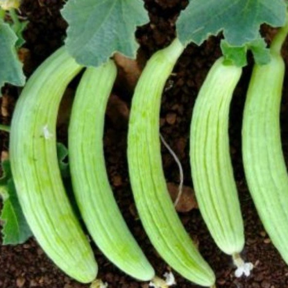 Geleneksel Ege Acur Tohumu 100 Tohum ürün görseli