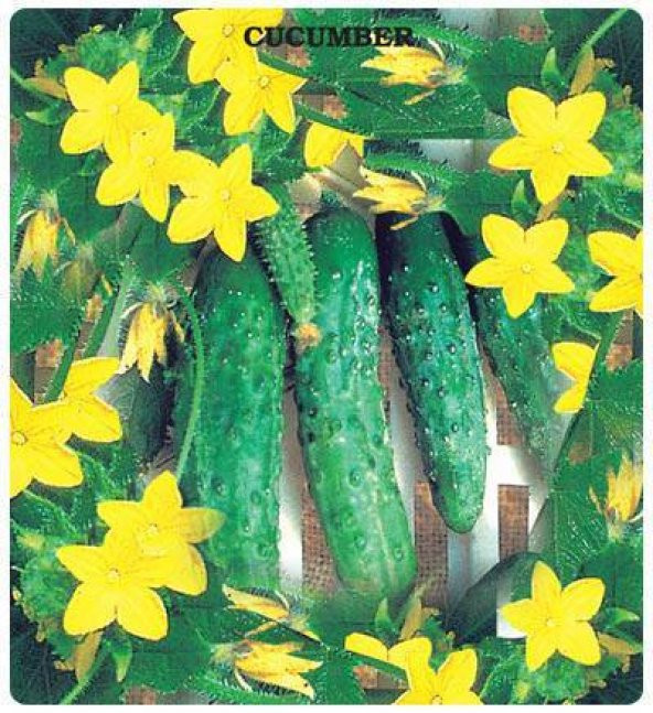 Kornişon Turşuluk Tohumu 25 Tohum ürün görseli