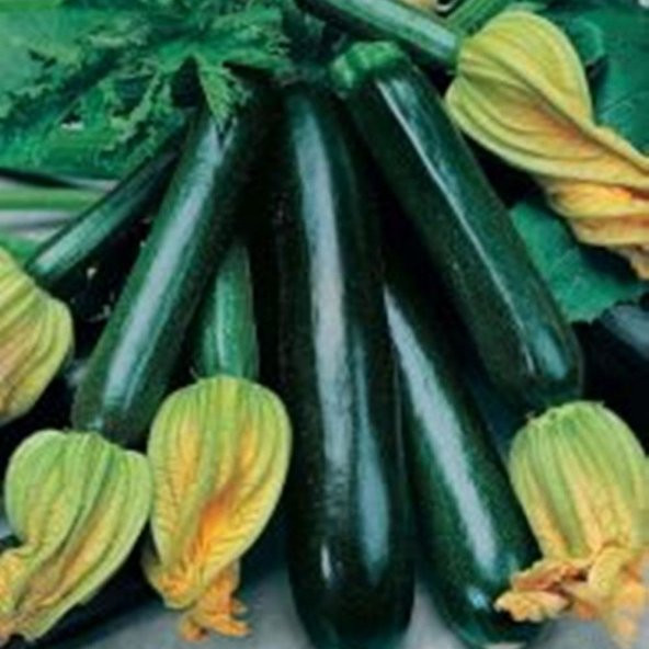 Sofralık Kızartmalık Siyah Kabak Tohumu 20 Tohum ürün görseli