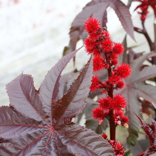 Kırmızı Renkli Kene Castor Bean Çiçeği Tohumu 5 Tohum
