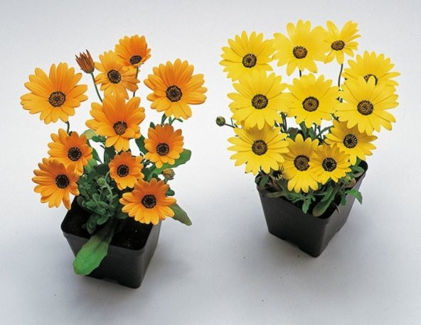 Sarı Golden Yellow Afrika Papatyası Çiçeği Tohumu 30 Tohum - 2