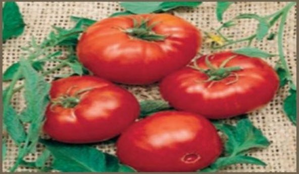 Doğal Brandywine Red Domates Tohumu 20 Adet - Resim 5