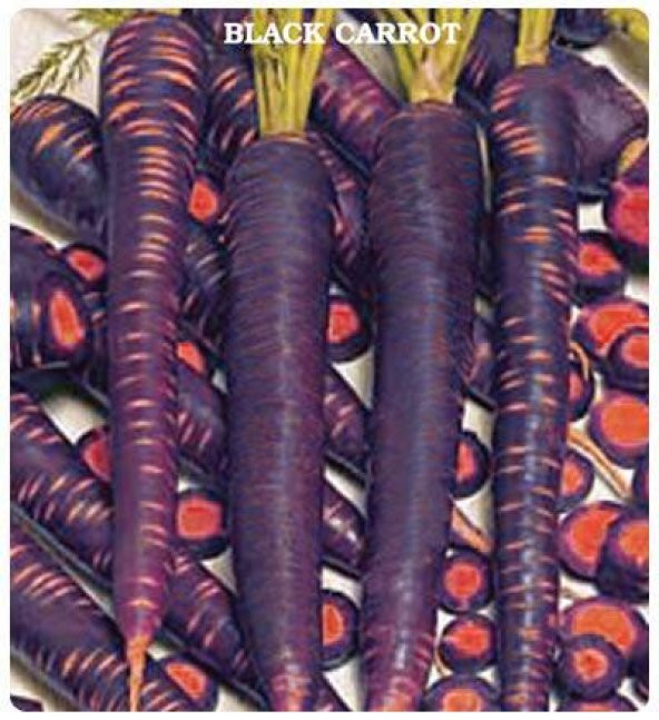 Siyah Mor Havuç Tohumu 2 Gram - 4