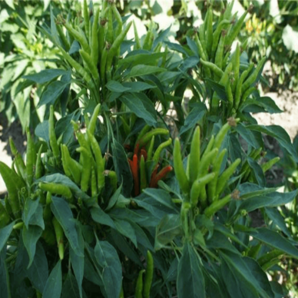 Doğal Yukarıdan Süs Biberi Tohumu 40 Tohum ürün görseli