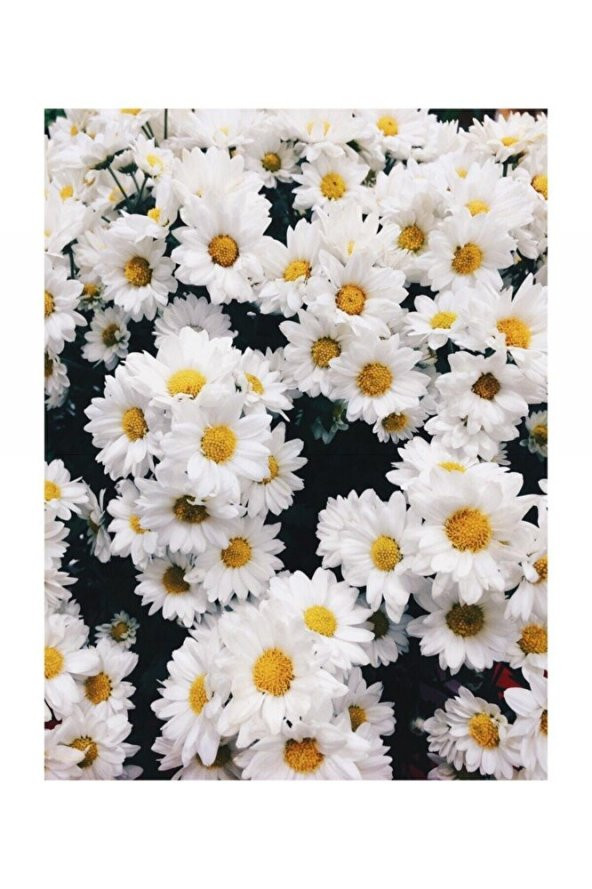 Arzuman Papatya 100 Lü ürün görseli