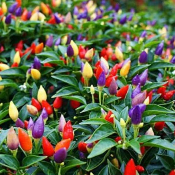 100 Adet Rengarenk Süs Biberi Tohumu N11.2447 ürün görseli