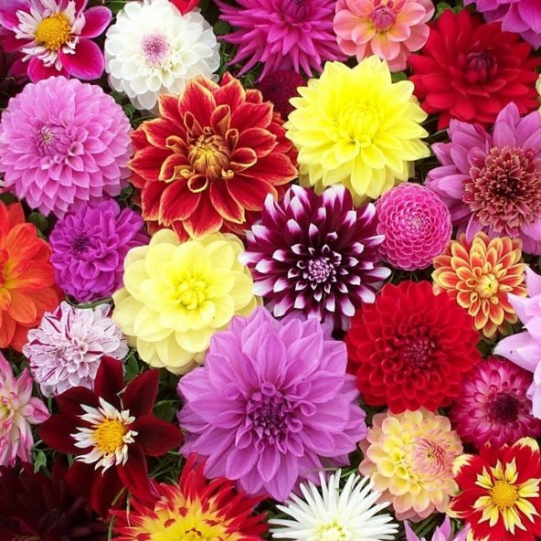 30 Adet Karışık Renkli Dahlia Yıldız Çiçeği Tohumu - 2