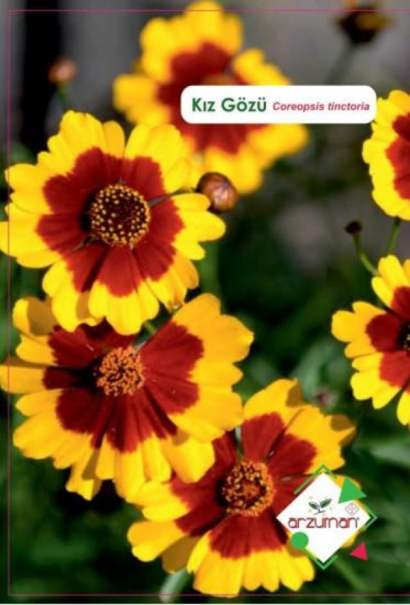 Kız Gözü Çiçeği Tohumu 100 Adet N11.2538