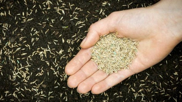 Çim Tohumu 1 Kg Güneş Ve Gölge Yetişebilir - 1