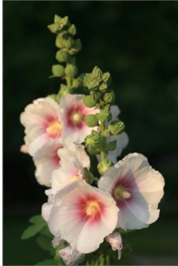 Beyaz Hatmi Çiçeği Tohumu 50+ Tohum N11.1700 ürün görseli