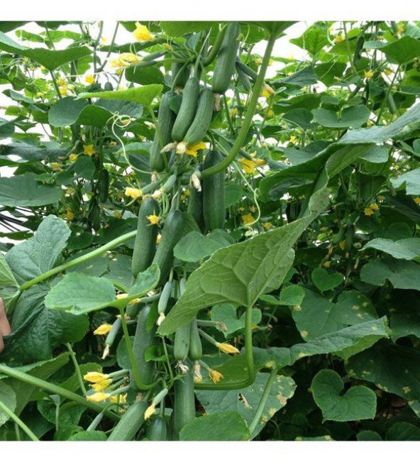 Erkenci Bol Verim Sırık Salatalık Tohumu 20 Tohum - Resim 2