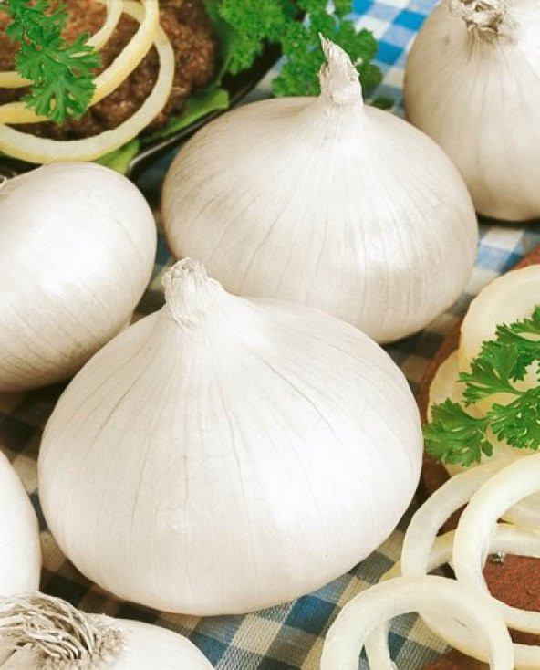 70+ Tatlı İspanyol Beyaz Soğan Tohumu N11.2710 - 2