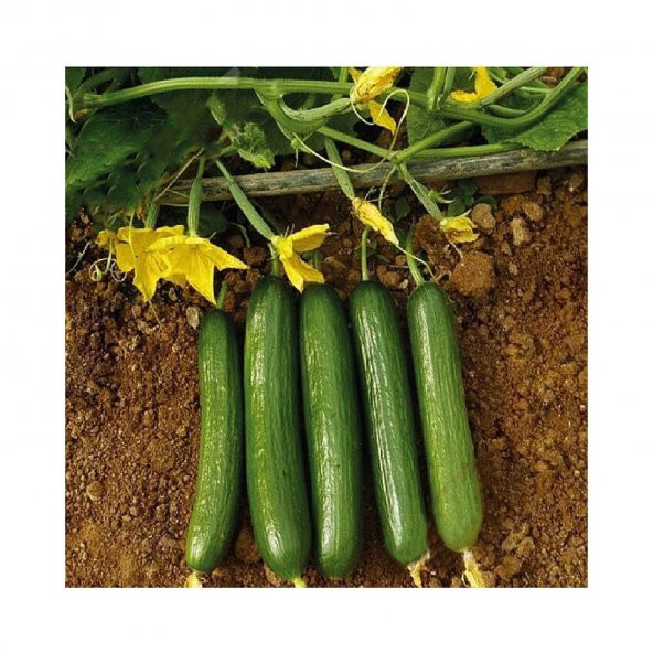 Erkenci Bol Verim Sırık Salatalık Tohumu 20 Tohum - Resim 3